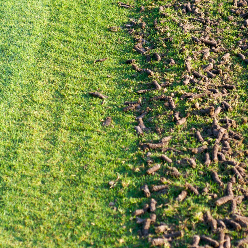 image of lawn showing aeration plugs after lawn aeration service